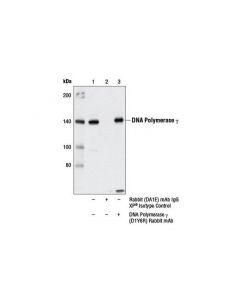 Cell Signaling Dna Polymerase Gamma (D1y6r) Rabbit mAb