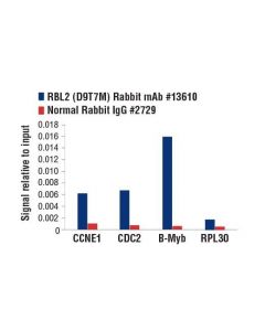 Cell Signaling Rbl2 (D9t7m) Rabbit mAb