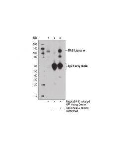 Cell Signaling Dag Lipase Alpha (D3g8h) Rabbit mAb