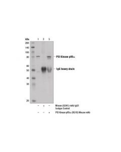 Cell Signaling Pi3 Kinase P85alpha (6g10) Mouse mAb