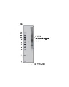 Cell Signaling 5-Htr4 (D8o5k) Rabbit mAb