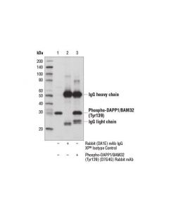 Cell Signaling Phospho-Dapp1/Bam32 (Tyr139) (D7g4g) Rabbit mAb
