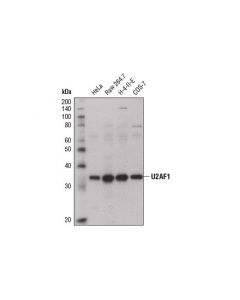 Cell Signaling U2af1 (D6s3q) Rabbit mAb