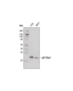 Cell Signaling P27 Kip1 (D69c12) Xp  Rabbit mAb (Biotinylated)