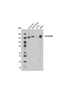 Cell Signaling Cd13/Apn (E1y7u) Rabbit mAb