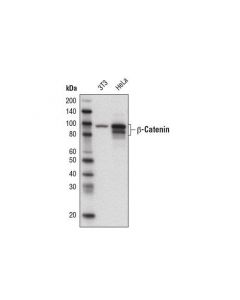 Cell Signaling Beta-Catenin (D10a8) Xp  Rabbit mAb (Biotinylated)