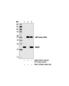 Cell Signaling Mob1 (E1n9d) Rabbit mAb