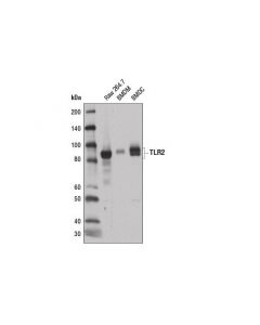 Cell Signaling Toll-Like Receptor 2 (E1j2w) Rabbit mAb (Mouse Specific)