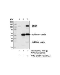Cell Signaling Xrn2 (D6l5f) Rabbit mAb