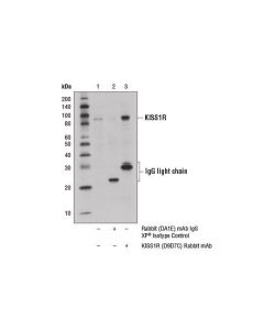 Cell Signaling Kiss1r (D9d7c) Rabbit mAb