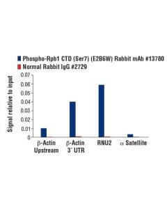 Cell Signaling Phospho-Rpb1 Ctd (Ser7) (E2b6w) Rabbit mAb