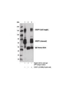 Cell Signaling Cdcp1 (D1w9n) Rabbit mAb