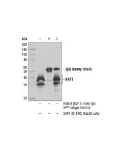 Cell Signaling Xaf1 (E1e4o) Rabbit mAb