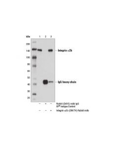 Cell Signaling Integrin Alpha2b (D8v7h)
