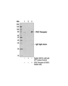 Cell Signaling P2x7 Receptor (E1e8t) Rabbit mAb