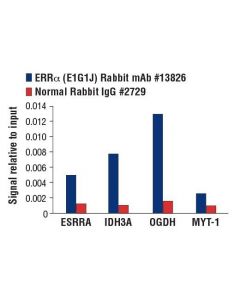 Cell Signaling Erralpha (E1g1j) Rabbit mAb