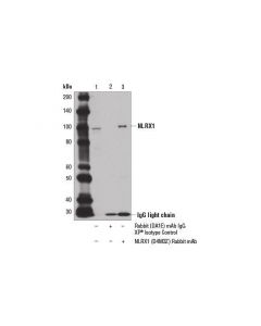 Cell Signaling Nlrx1 (D4m3z) Rabbit mAb