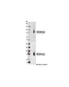 Cell Signaling Dna Polymerase Eta (E1i7t