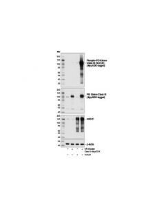 Cell Signaling Phospho-Pi3 Kinase Class Iii (Ser249) Antibody