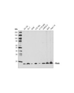 Cell Signaling Rheb (E1g1r) Rabbit mAb