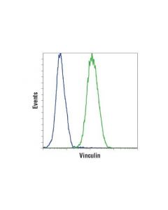 Cell Signaling Vinculin (E1e9v) Xp<Lt/>Sup&Gt;®<Lt/>/Sup&Gt; Rabbit mAb