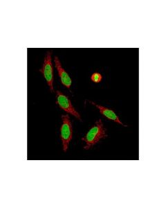 Cell Signaling Histone H4 (D2x4v) Rabbit mAb
