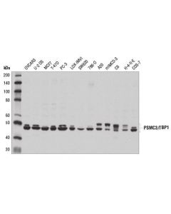 Cell Signaling Psmc3/Tbp1 Antibody