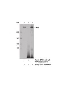 Cell Signaling Atr (E1s3s) Rabbit mAb