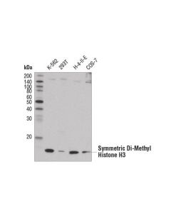 Cell Signaling Symmetric Di-Methyl Histone H3 (Arg8) (E1w5h) Rabbit mAb