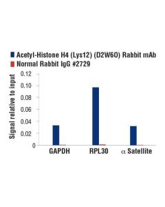 Cell Signaling Acetyl-Histone H4 (Lys12) (D2w6o) Rabbit mAb