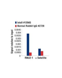 Cell Signaling Ints9 Antibody