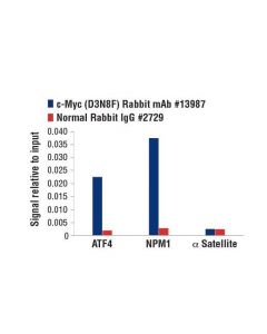 Cell Signaling C-Myc/N-Myc (D3n8f) Rabbit mAb