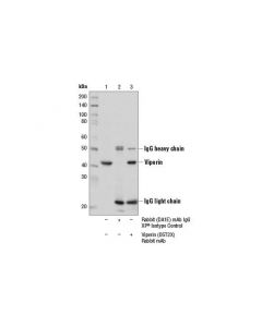 Cell Signaling Viperin (D5t2x) Rabbit mAb