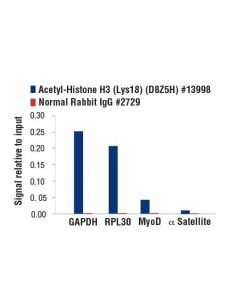 Cell Signaling Acetyl-Histone H3 (Lys18) (D8z5h) Rabbit mAb
