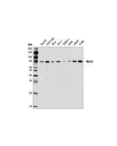 Cell Signaling Miro2 Antibody