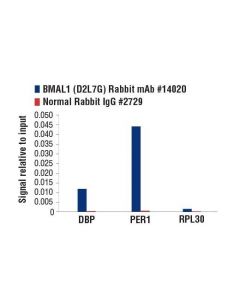 Cell Signaling Bmal1 (D2l7g) Rabbit mAb