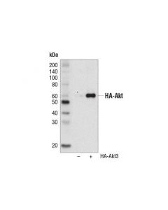 Cell Signaling Ha-Tag (C29f4) Rabbit mAb (Hrp Conjugate)