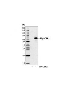 Cell Signaling Myc-Tag (71d10) Rabbit mAb (Hrp Conjugate)