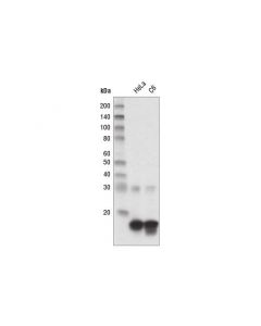 Cell Signaling Di-Methyl-Histone H3 (Lys27) (D18c8) Xp  Rabbit mAb (Hrp Conjugate)