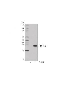 Cell Signaling T7-Tag (D9e1x) Xp  Rabbit mAb (Hrp Conjugate)