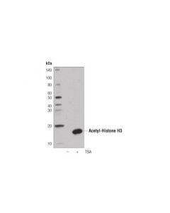 Cell Signaling Acetyl-Histone H3 (Lys9) (C5b11) Rabbit mAb (Hrp Conjugate)