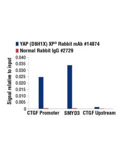 Cell Signaling Yap (D8h1x) Xp<Lt/>Sup&Gt;®<Lt/>/Sup&Gt; Rabbit mAb