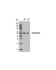 Cell Signaling Syap1/Bsta Antibody