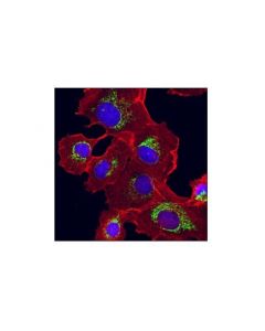 Cell Signaling Phb2 (E1z5a) Rabbit mAb