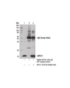 Cell Signaling Apc11 (D1e7q) Rabbit mAb