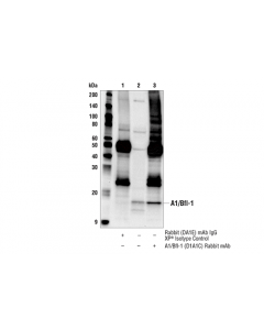 Cell Signaling A1/Bfl-1 (D1a1c) Rabbit mAb