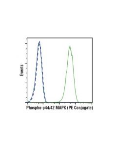 Cell Signaling Phospho-P44/42 Mapk (Erk1/2) (Thr202/Tyr204) (197g2) Rabbit mAb (Pe Conjugate)