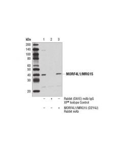 Cell Signaling Morf4l1/Mrg15 (D2y4j) Rabbit mAb