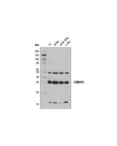 Cell Signaling Gimap5 Antibody