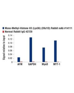Cell Signaling Mono-Methyl-Histone H3 (Lys36) (D9j1d) Rabbit mAb